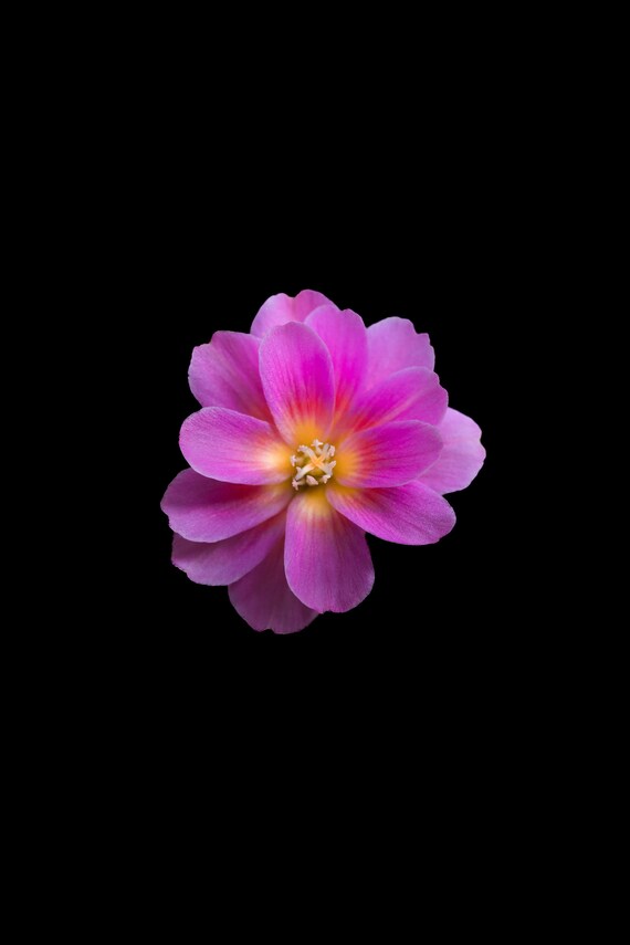 Beautiful Flower Wall Art / Wallpaper szogipeter_art Etsy