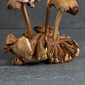 May include: A wooden sculpture of mushrooms with a detailed, textured surface. The sculpture features multiple mushrooms with brown caps and stems.