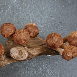 May include: A decorative piece featuring multiple carved wooden mushroom caps with detailed radial textures attached to a natural, gnarled piece of driftwood. The mushroom caps are a warm brown color, showcasing the natural grain of the wood.