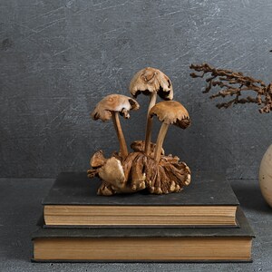 May include: A group of dried mushrooms arranged on a stack of three books. The mushrooms are brown and have a natural, rustic look. The books are black and brown.