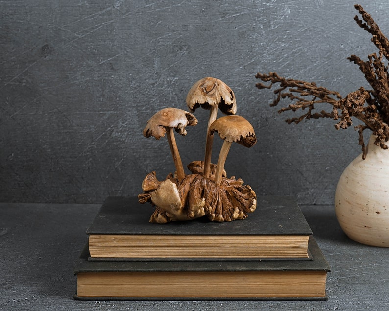 May include: A group of dried mushrooms arranged on a stack of three books. The mushrooms are brown and have a natural, rustic look. The books are black and brown.
