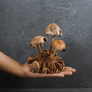 May include: A hand holds a cluster of dried mushrooms with brown caps and stems. The mushrooms are arranged in a circular pattern, resembling a small forest.