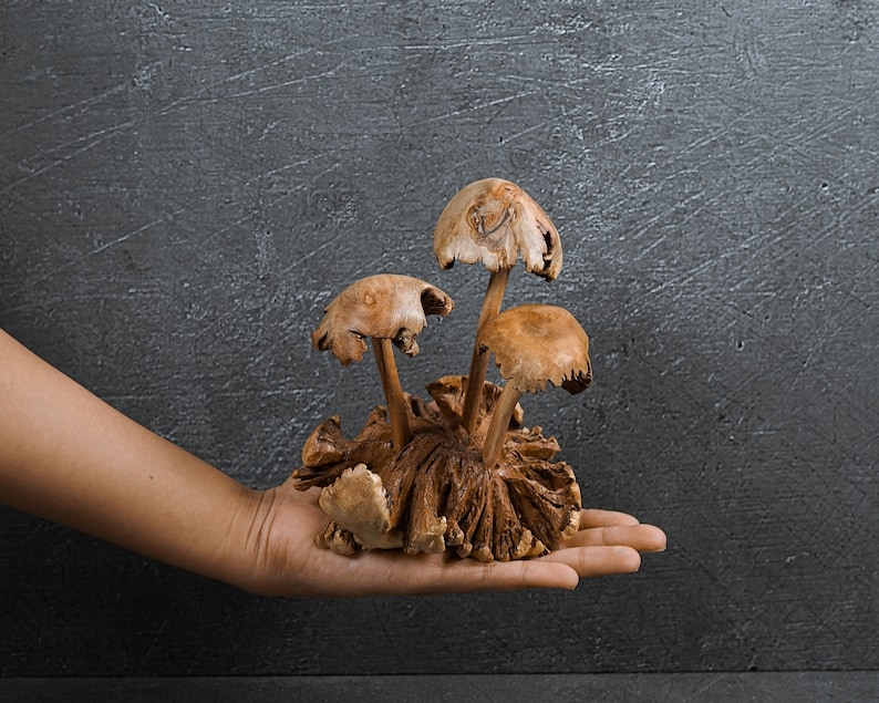 May include: A hand holds a cluster of dried mushrooms with brown caps and stems. The mushrooms are arranged in a circular pattern, resembling a small forest.