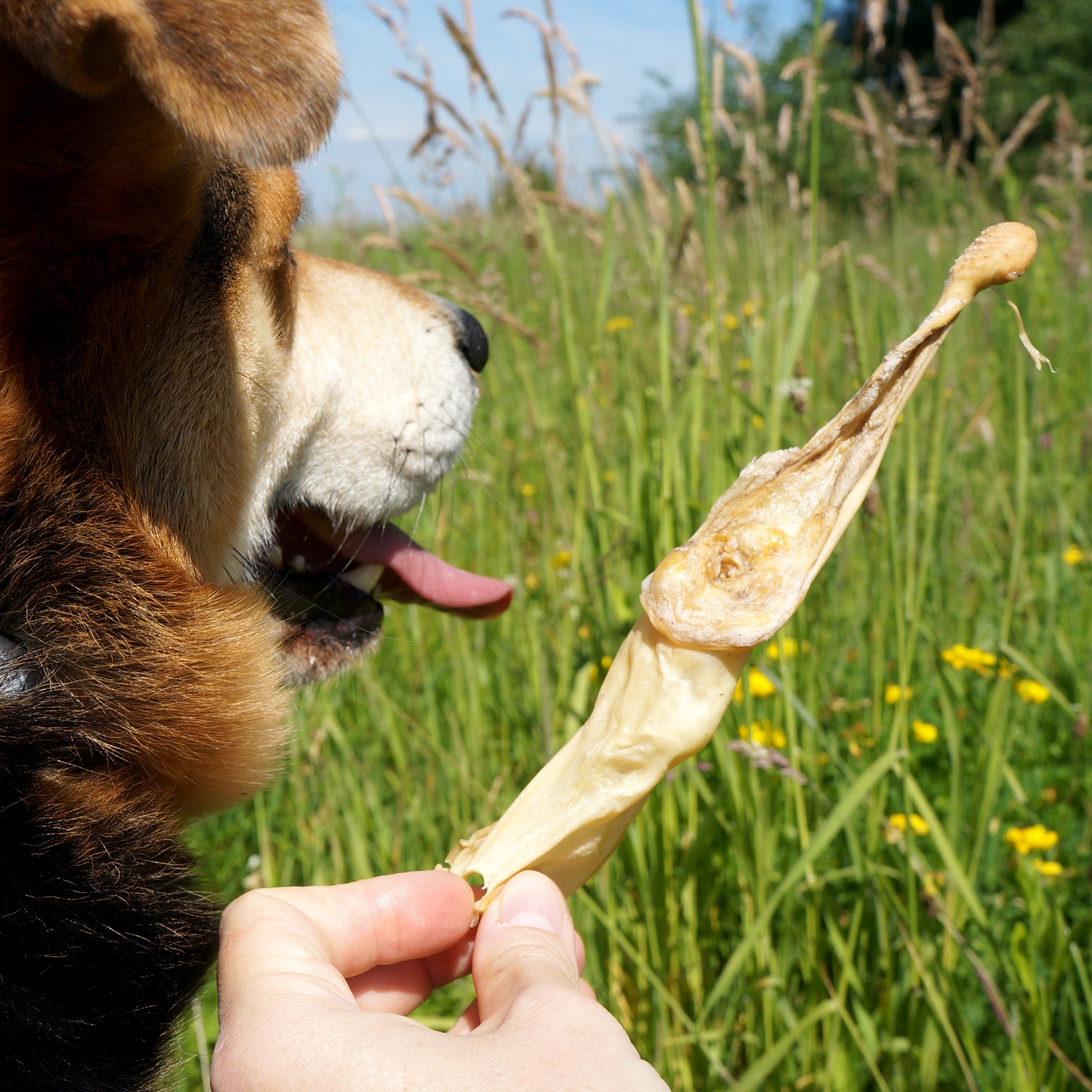 60 Stück HASENOHREN ohne FELL Kauen für Hunde 100 Etsy