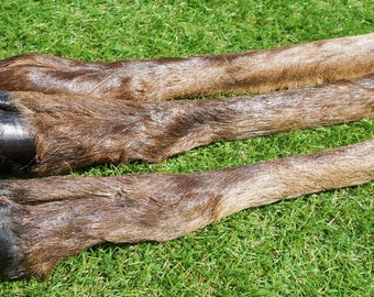 3 pezzi COLAGEN DEER HOOFS con pelo grande Mastica per cani, snack naturale al 100% per cani, snack di lunga durata, giocattolo sano per cani, cane sano