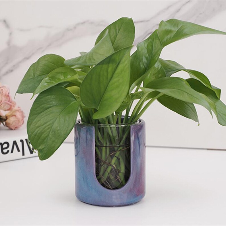 Puede incluir: Una planta en maceta con hojas verdes en una maceta de cer&aacute;mica p&uacute;rpura y azul con un inserto de vidrio transparente. La maceta tiene un dise&ntilde;o &uacute;nico con un recorte en un lado.