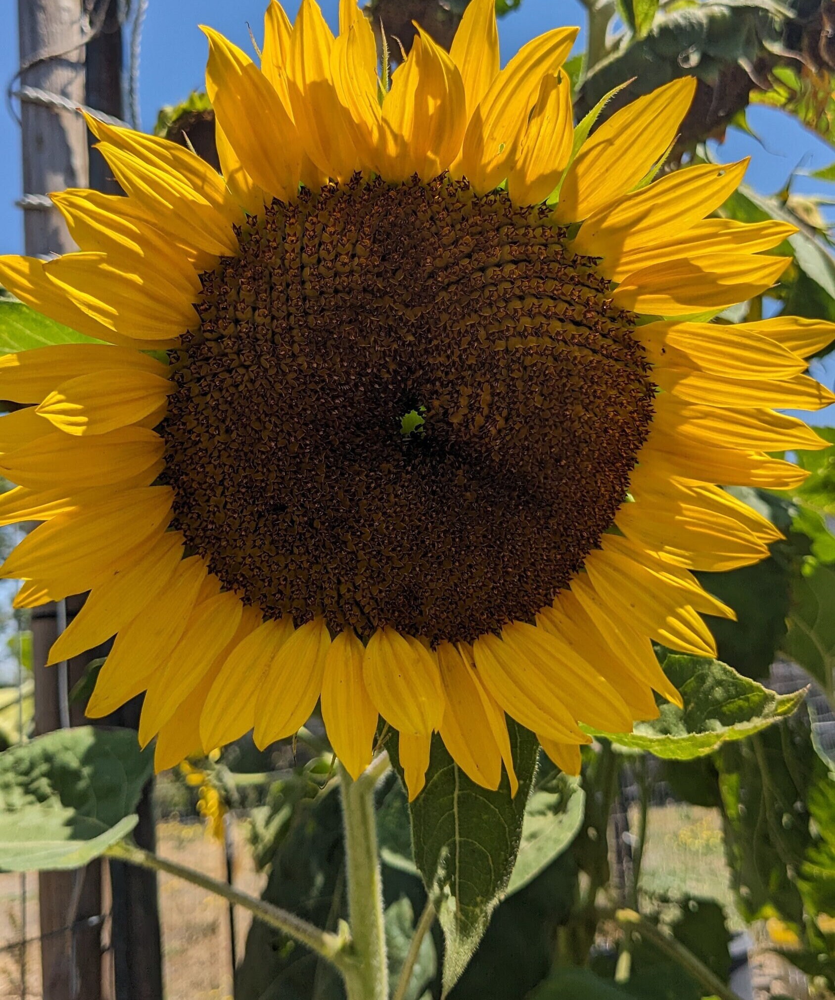 Giant Grey Stripe Sunflower Seeds | Online Canada - Circle Farms
