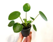 Baby Chinese Money Plant Pilea Peperomioides Mini House Plant