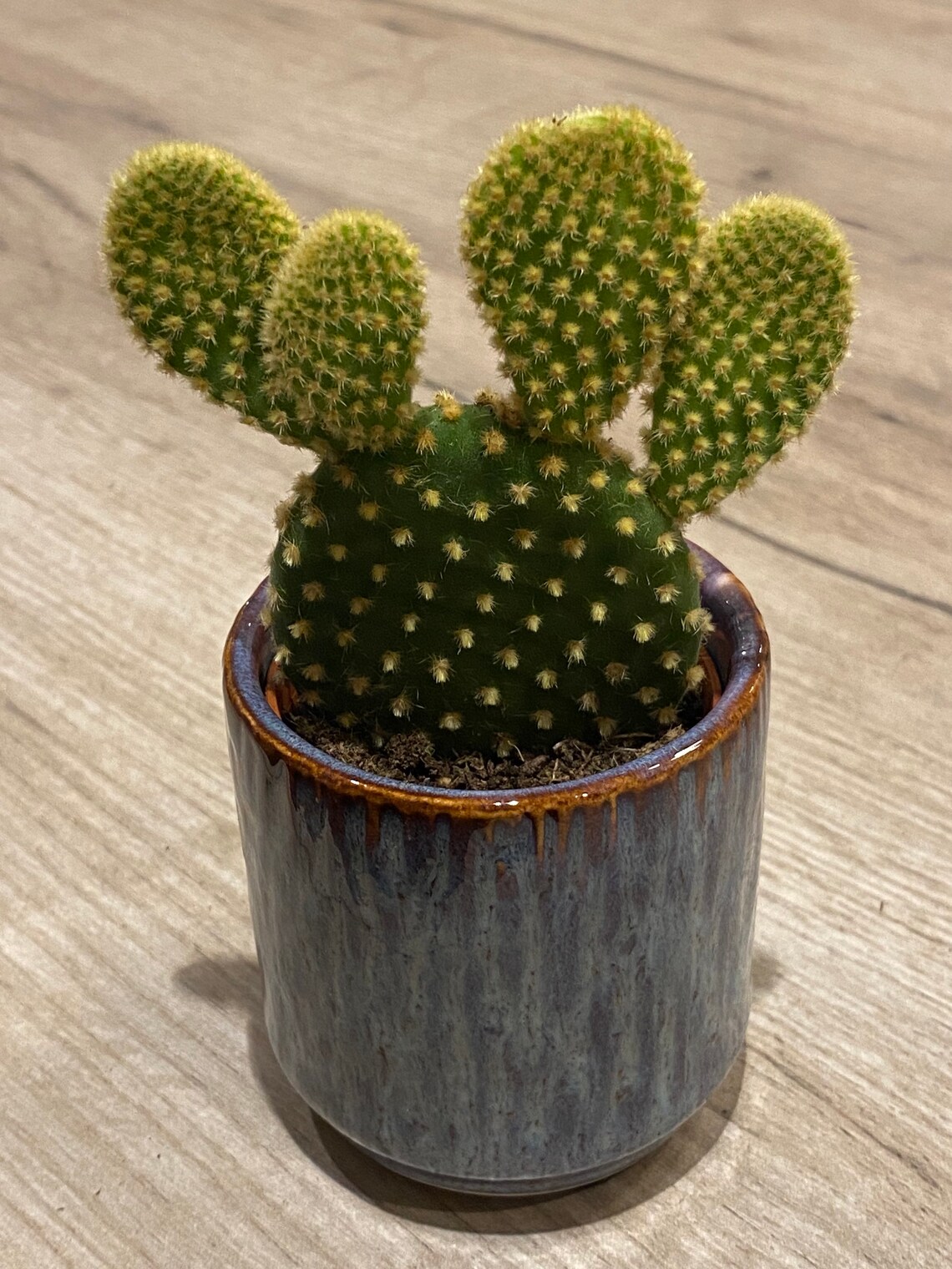 Bunny ear plant / baby cactus / bunny ear cacti / Opuntia / Etsy