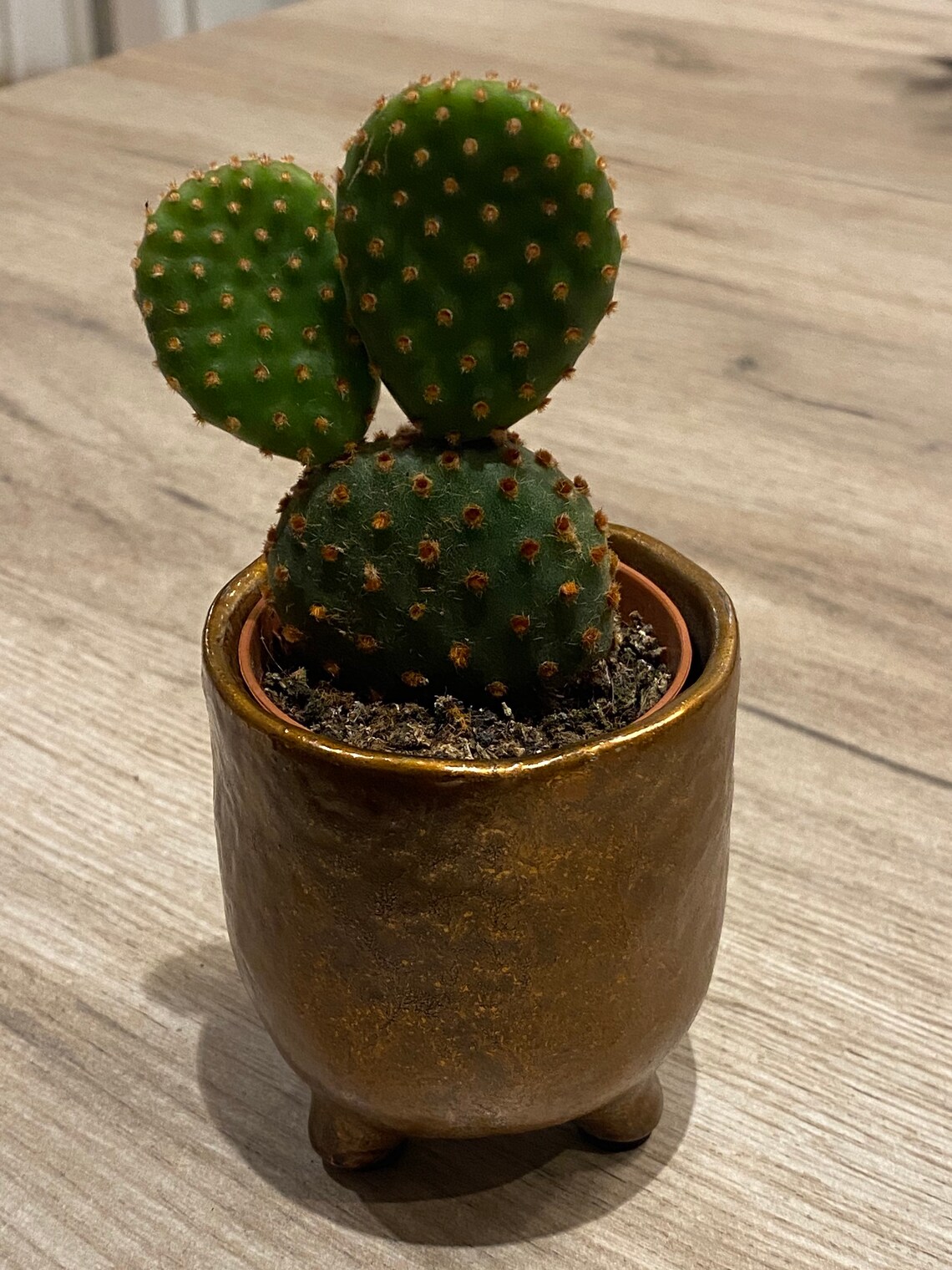 Bunny ear plant / baby cactus / bunny ear cacti / Opuntia / Etsy