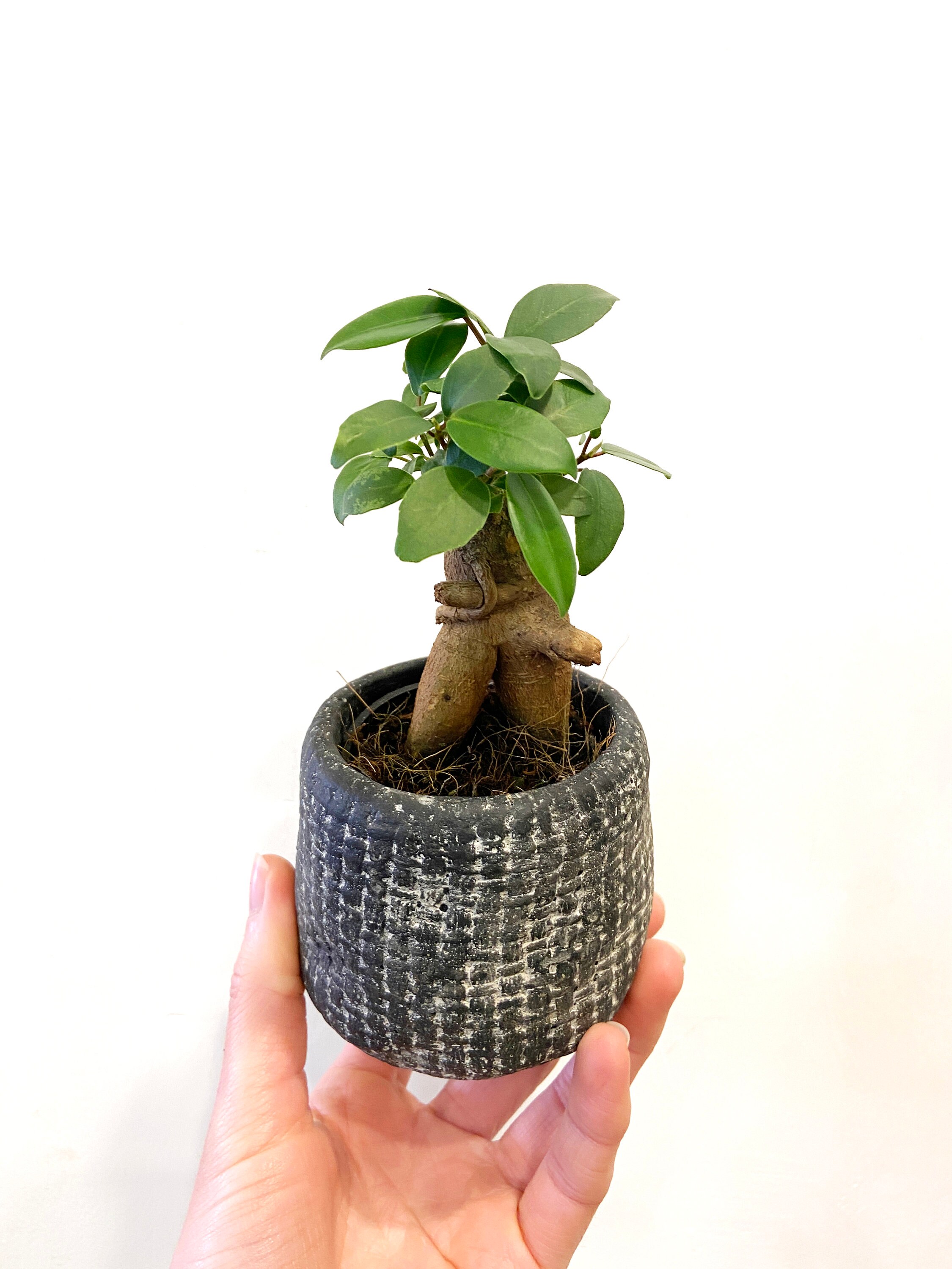 Baby Ficus Ginseng/Mini Bonsai/Terrarium Plant/6cm Nursery Pot Etsy