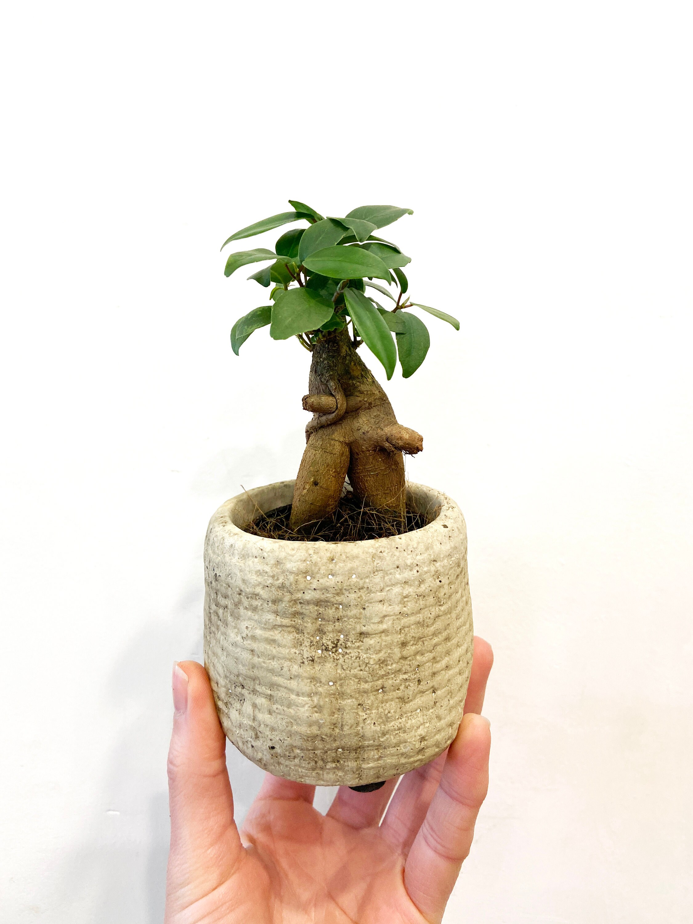 Baby Ficus Ginseng/Mini Bonsai/Terrarium Plant/6cm Nursery Pot Etsy