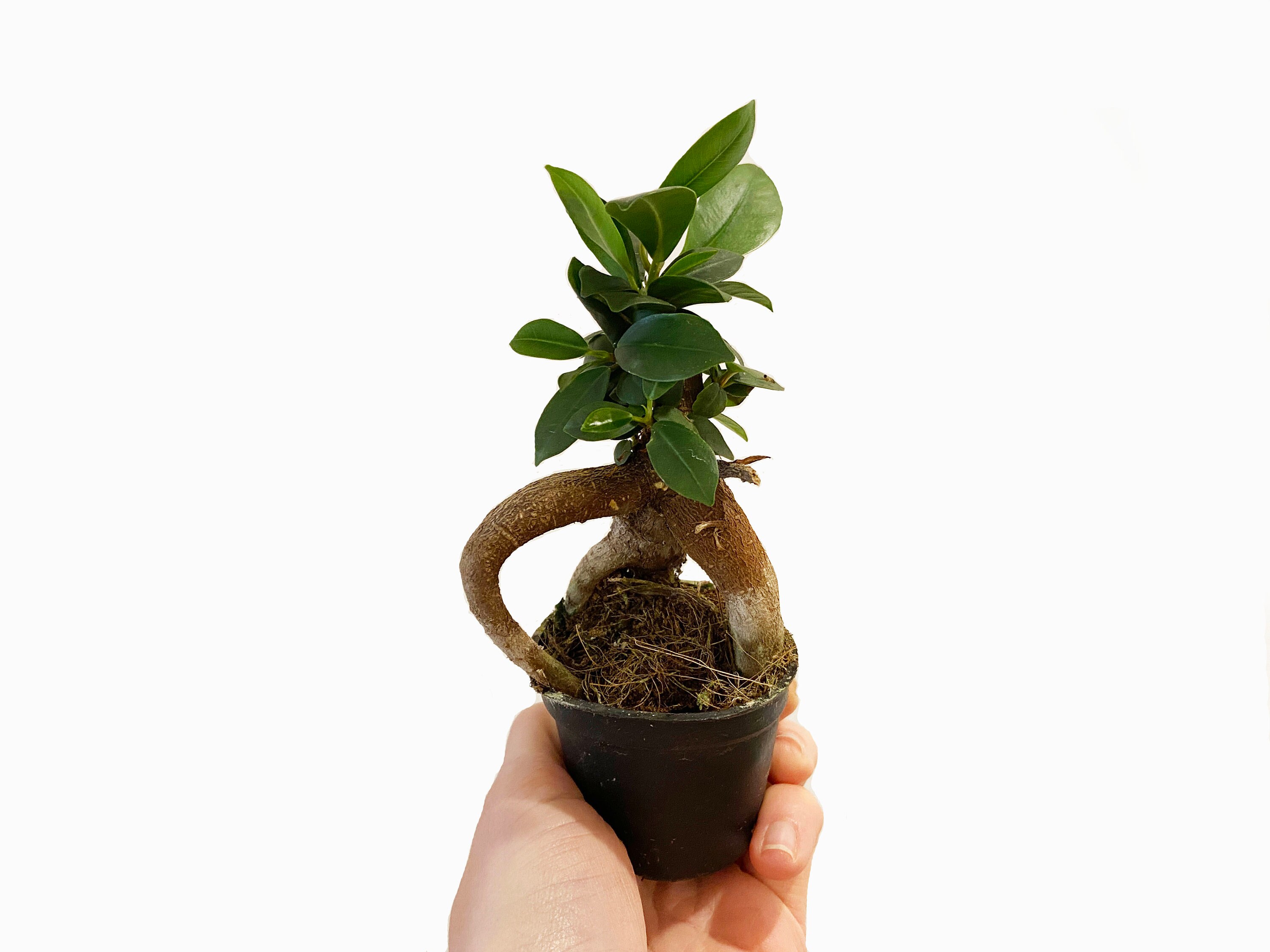 Baby Ficus Ginseng/Mini Bonsai/Terrarium Plant/6cm Nursery Pot Etsy