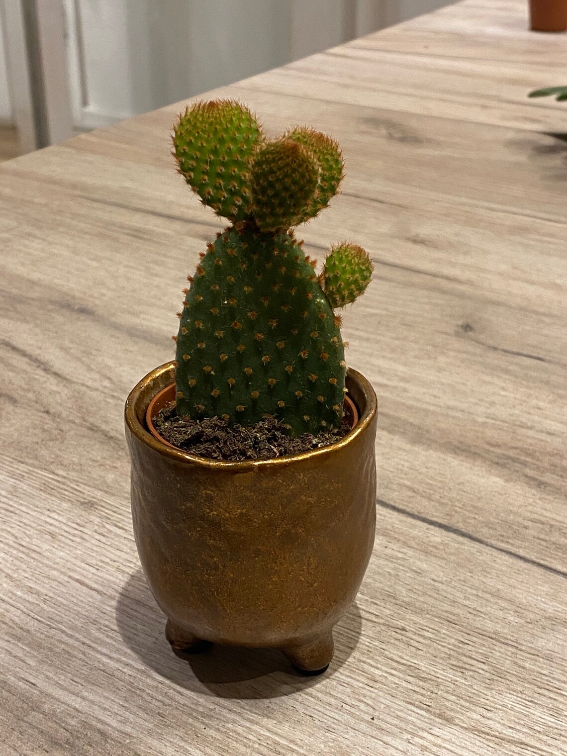 Bunny ear plant / baby cactus / bunny ear cacti / Opuntia / Etsy