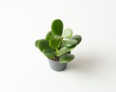 Baby money tree 39 Crassula Ovata 39 Jade plant