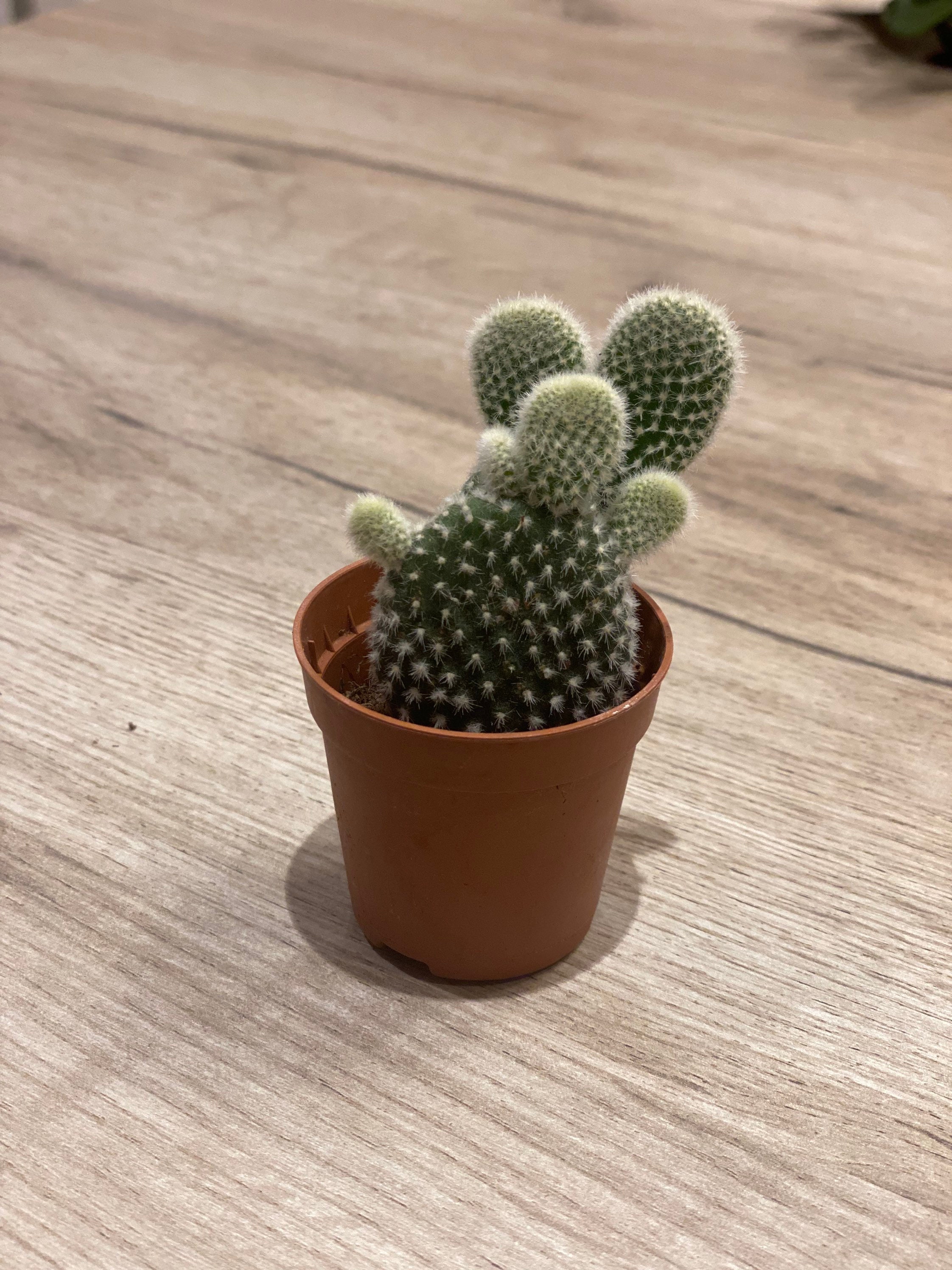 Bunny Ear Plant / Baby Cactus / Bunny Ear Cacti / Opuntia / Etsy UK