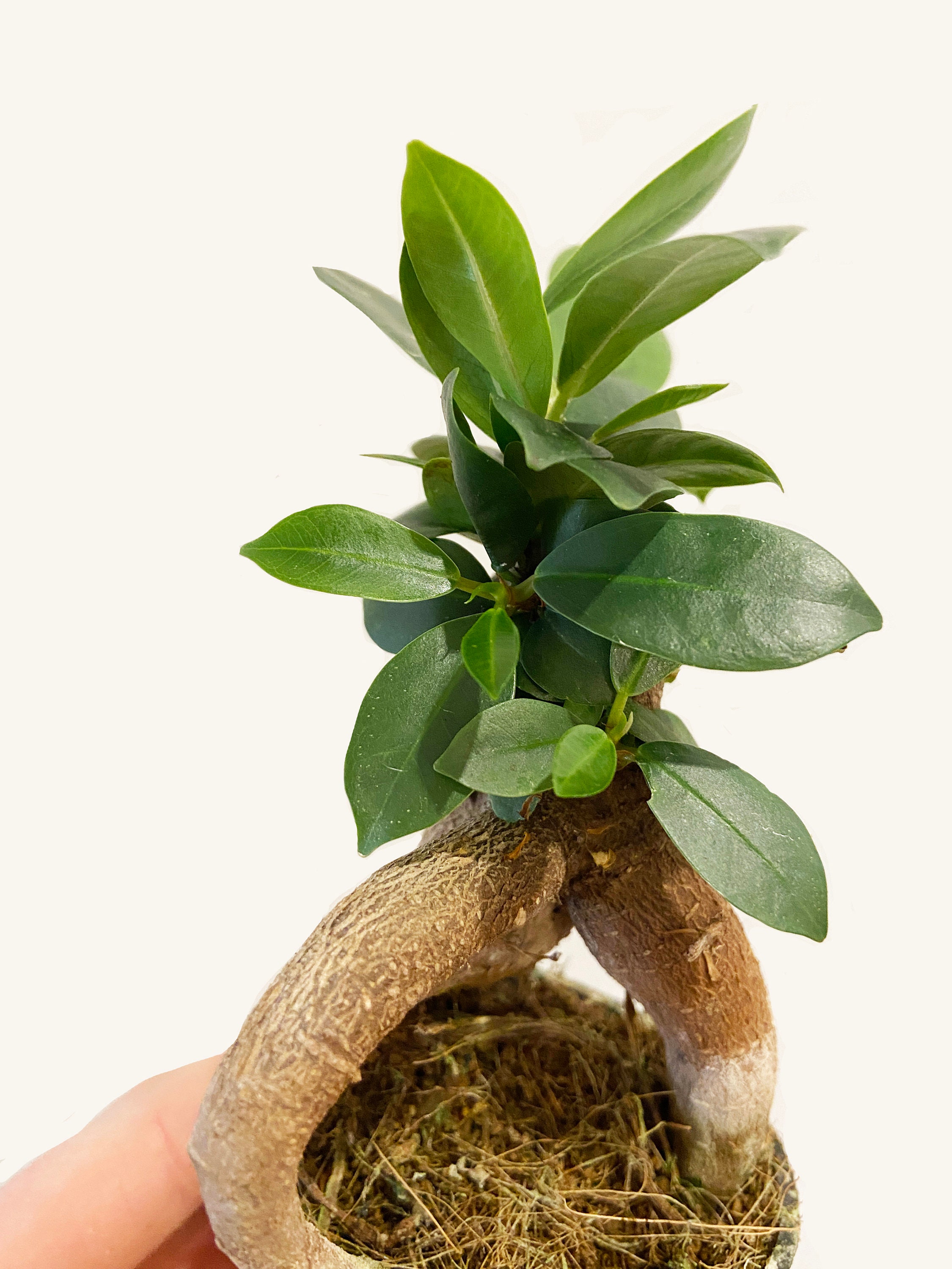Baby Ficus Ginseng/Mini Bonsai/Terrarium Plant/6cm Nursery Pot Etsy