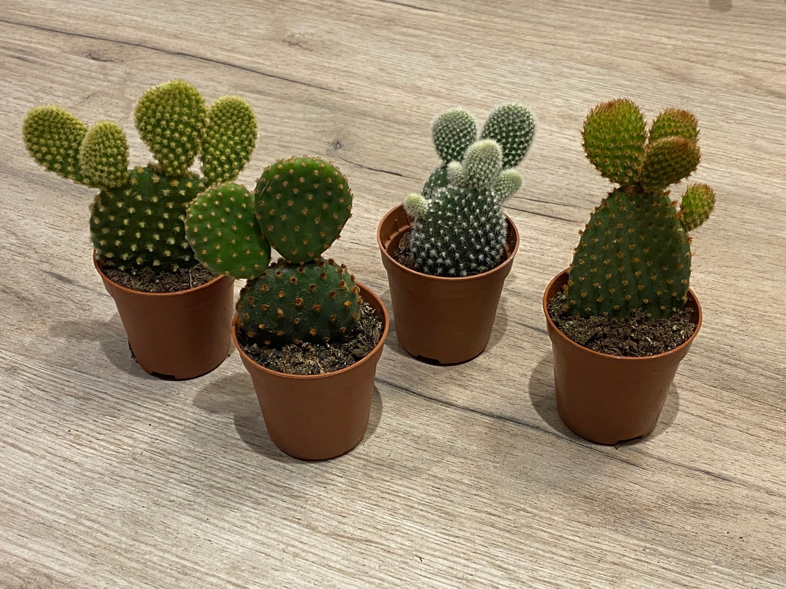 Bunny ear plant / baby cactus / bunny ear cacti / Opuntia / Etsy