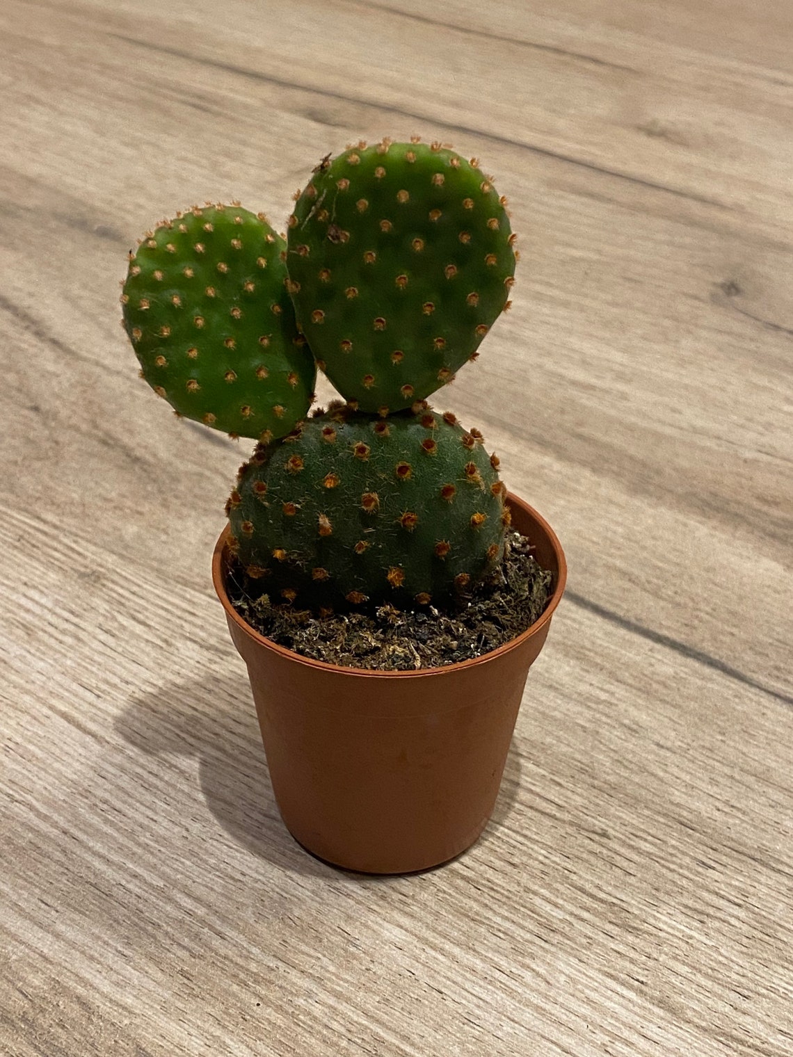 Bunny ear plant / baby cactus / bunny ear cacti / Opuntia / Etsy
