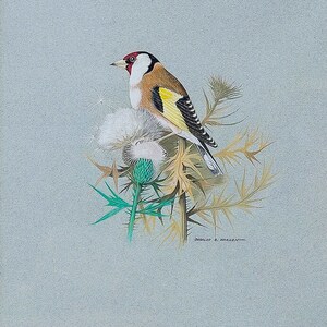 Aquarelle originale de WH Warren. Chardonneret sur un chardon