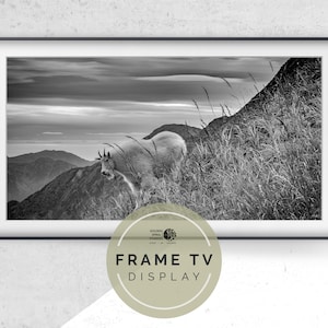 Frame TV Art | Instant Digital DOWNLOAD for Samsung Frame TV | Nature Photography | Black and White Photography | North Pacific Wildlife