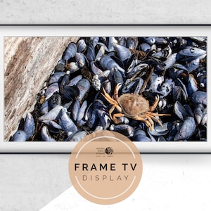 May include: A framed photograph of a crab on a bed of blue mussels. The crab is brown and orange with long legs. The mussels are arranged in a random pattern. The frame is black and has a white mat.