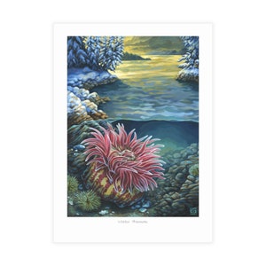 Confezione da 10 - Pacchetto di cartoline Winter Tidepool, confezione di cartoline vuote da 5x7, carte regalo marine incorniciabili, carte anemoni con buste