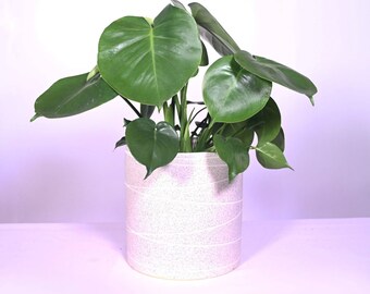 Live Monstera Plant With Pot 8" Indoor Potted Plant Cylinder Ceramic Planter Pot