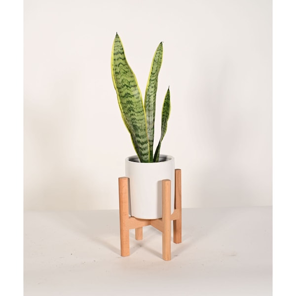 Live Plant Snake Plant with small 5" Indoor Ceramic Planter and Wood Stand