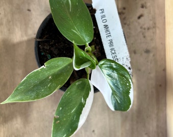 Philodendron White Princess - Maceta de cultivo de 4 pulgadas - UPshining Houseplant Shop Schenectady NY