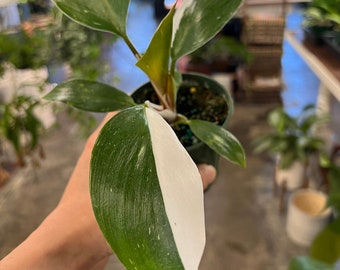 Philodendron White Knight - 4 inch grower pot- Extremely Rare - UPshining Houseplant Shop Schenectady NY