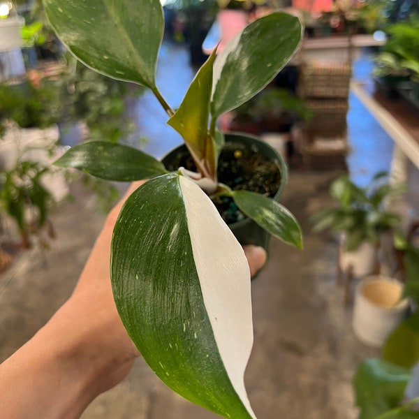 Philodendron White Knight - 4 inch grower pot- Extremely Rare - UPshining Houseplant Shop Schenectady NY