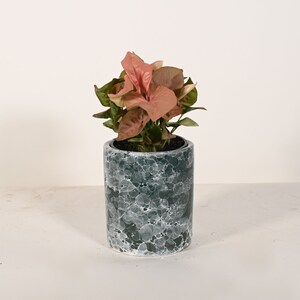 Live Plant Pink Arrowhead Plant with 5" Ceramic Planter Pot Indoor Planter Pot Potted Plant Cylinder Pot Houseplants