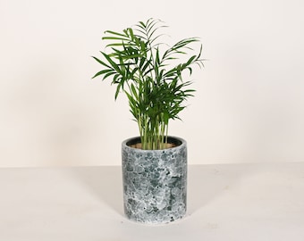 Live Plant Parlor Palm with 5" Ceramic Planter Pot Live Houseplant