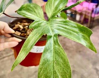 Extremely Rare philodendron Florida ghost potted in soil ship from NY indoor live plant UPshining