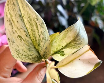 Extremely Rare scindapsus Superstar variegated bare root ship from NY indoor live plant UPshining