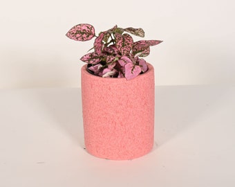 Planta viva de lunares con maceta de cerámica de 5"