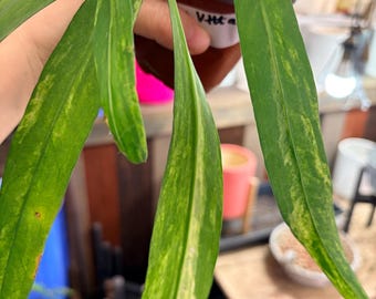 Extremely Rare anthurium Anthurium Vittarifolium Variegata high variegation 3 - 4 leaves bare root ship from NY indoor live plant UPshining