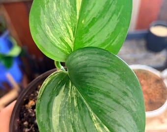 Extremely Rare scindapsus trebuii yellow variegated high variegation in soil ship from NY indoor live plant UPshining