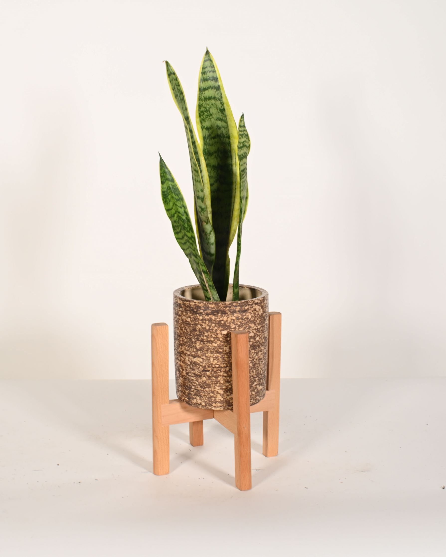 Live Plant Snake Plant With Small 5 Indoor Ceramic - Etsy