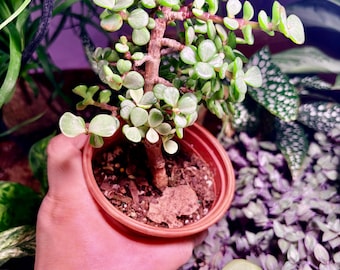 Portulacaria afra Extremely Rare - UPshining Houseplant Shop Schenectady NY