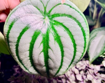 Pilea watermelon peperomia - Extremely Rare - UPshining Houseplant Shop Schenectady NY