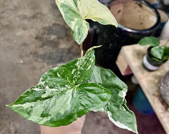 Planta viva Syngonium albo variegada Planta en maceta de alta variegación UPshining Houseplant Shop Schenectady