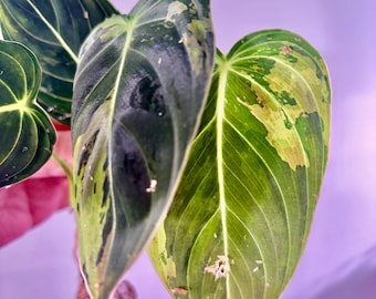 Philodendron melanochrysum  variegation high variegation bare root indoor rare plant UPshining Houseplant Shop Schenectady NY