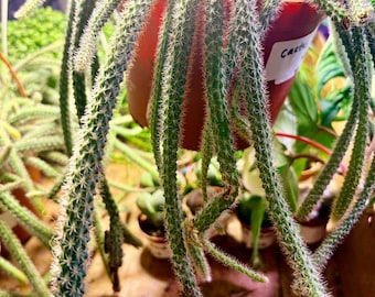Rattail cactus- Extremely Rare - UPshining Houseplant Shop Schenectady NY