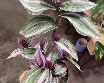 Live Plant Tradescantia Bubblegum/Lilac Indoor UPshining Houseplant Shop Schenectady NY