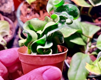 Hoya compacta Hindu rope 3” pot rooted Extremely Rare - UPshining Houseplant Shop Schenectady NY