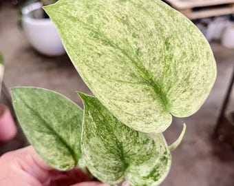 Extremely rare live Plant Scindapsus Cream Brulee bare root indoor plant UPshining Schenectady NY