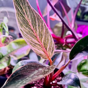 p viridis plant Green Mormon Tea Ephedra Viridis 100 Seeds – R&B Floridaseeds