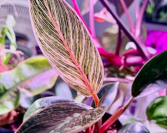 Philodendron pink Birkin variegated-Extremely Rare - UPshining Houseplant Shop Schenectady NY